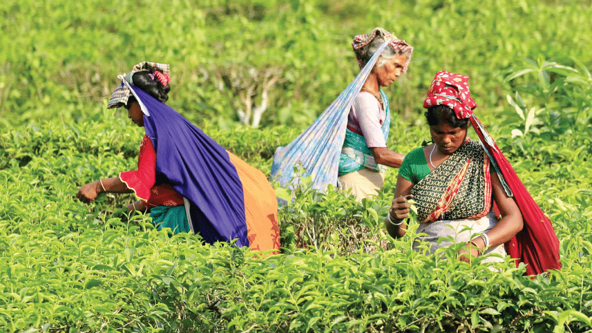 tea cultivation in bangladesh