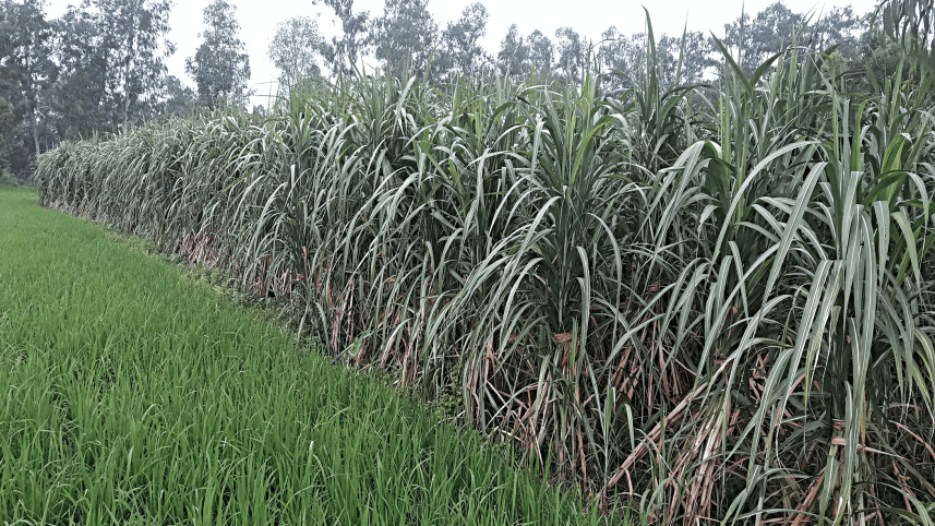 new-sugarcane-prices-2.gif