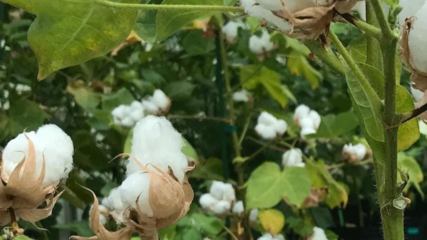 genetically-modified_cotton_bt_cotton.jpg