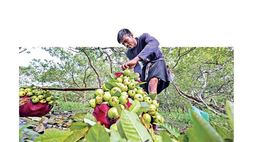indigenous-guavas-1.jpg