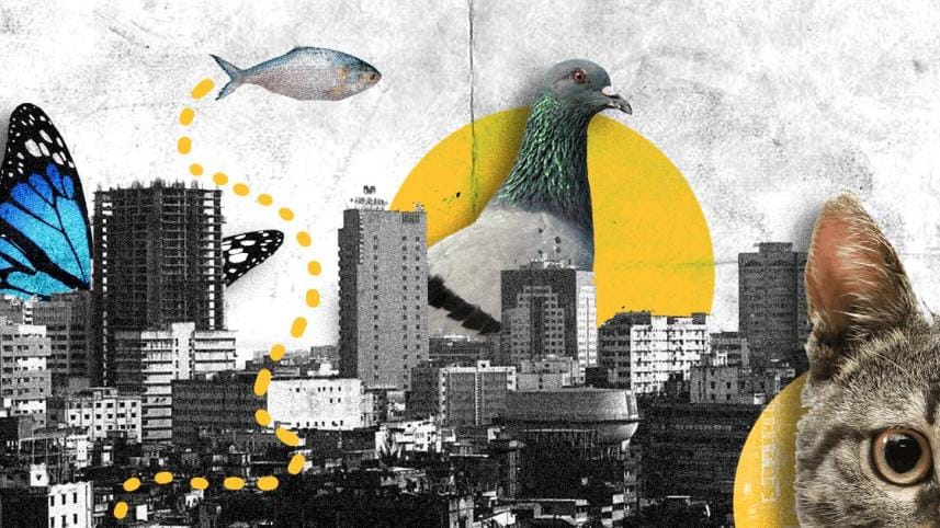 Our cities need animals