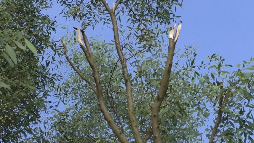 Haringhata forest in peril