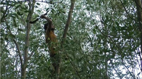 Haringhata forest in peril