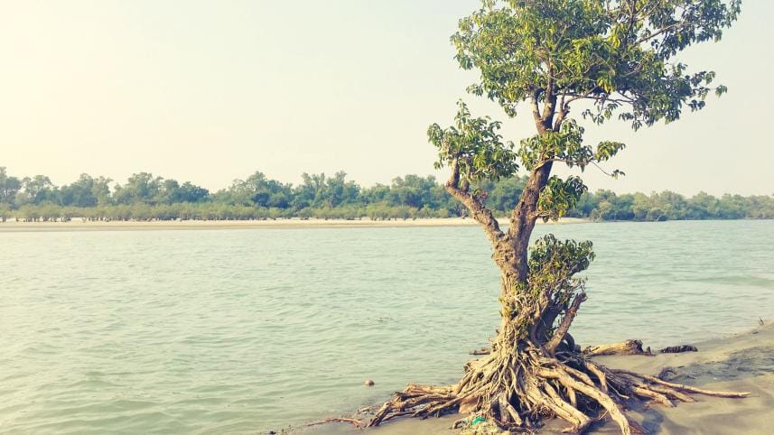 Road trip to Sundarbans: A magical escape into nature's embrace