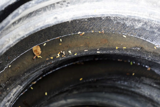 6 patients died of dengue fever