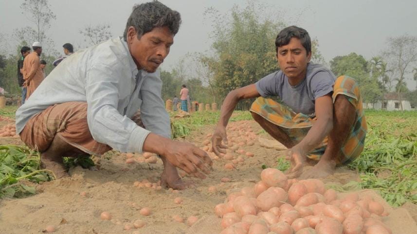 Why potato prices are high?