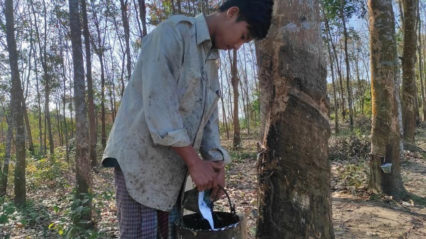 Prices of latex, rubber sheets keep falling, hitting growers