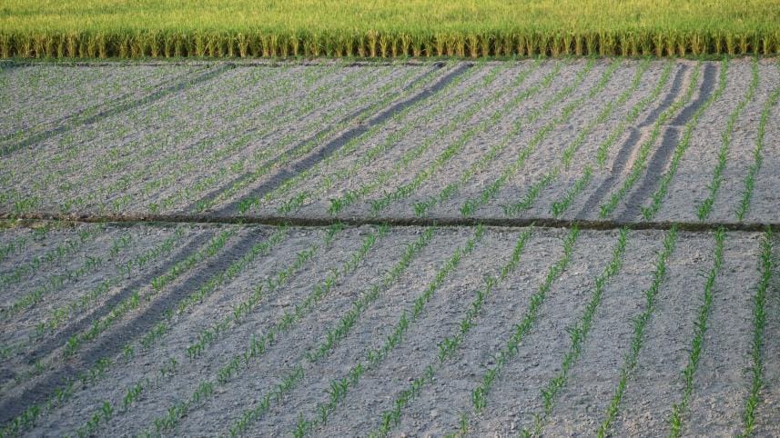 Maize cultivation sees slow growth in north