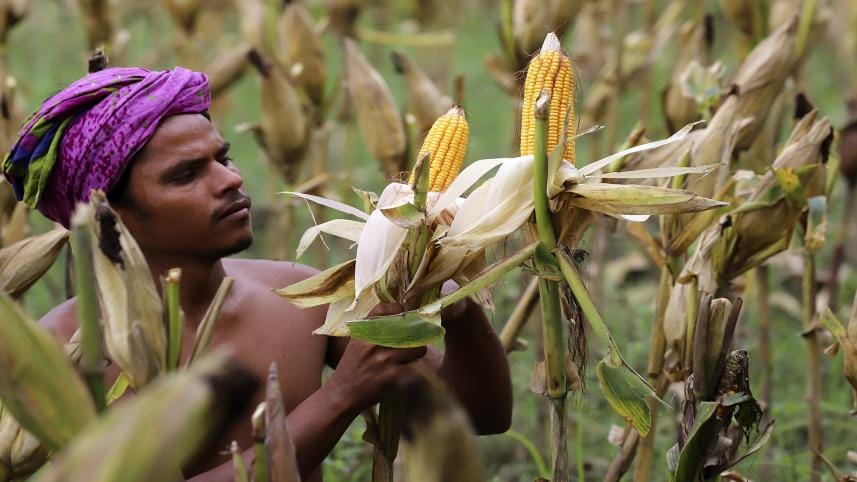 Farmers in Gaibandha cultivated maize