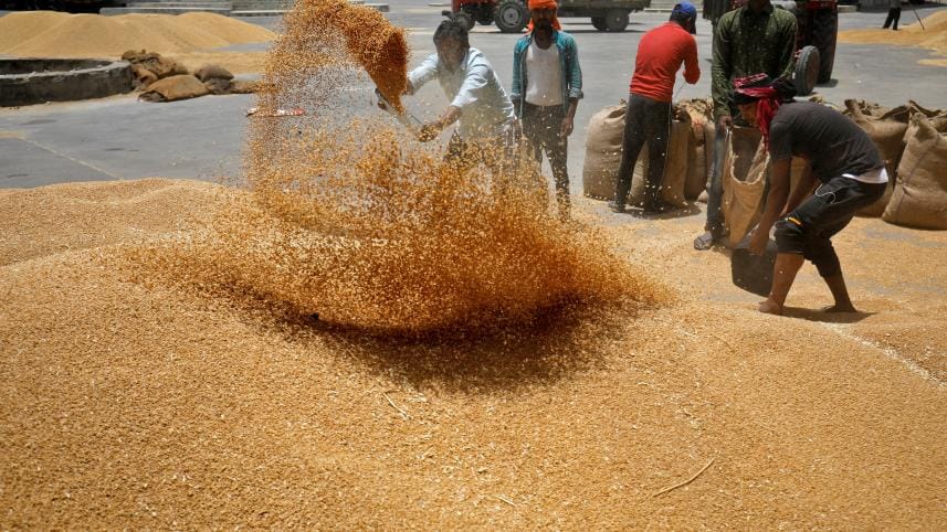 indian_wheat.jpg