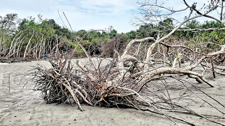 khulna-sundarbans-dead-tree.jpg