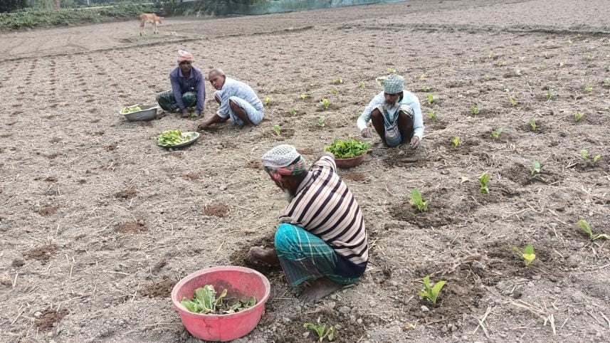 tobacco-cultivation-lalmonirhat-1.jpg