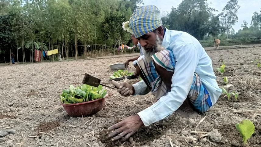 tobacco-cultivation-lalmonirhat-2.jpg