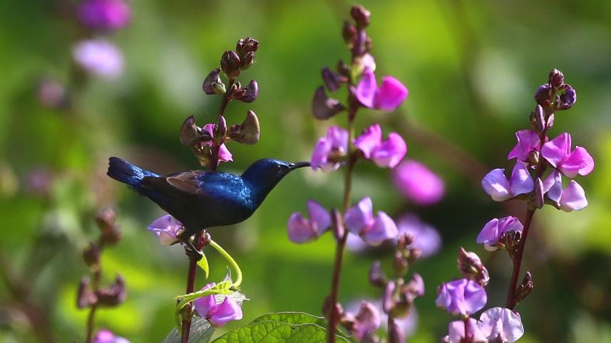 purple sunbird