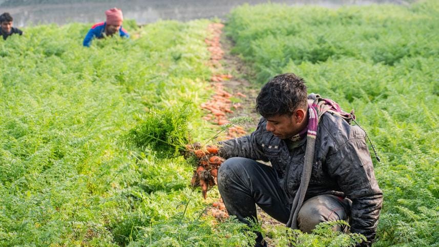 carrot production in bangladesh, A Carrot Revolution Takes Root in Bangladesh, Good carrot yields raise hope in Singair farmers, Carrot cultivation brings cheers for char farmers, Bumper carrot production, Carrot output delights peasants