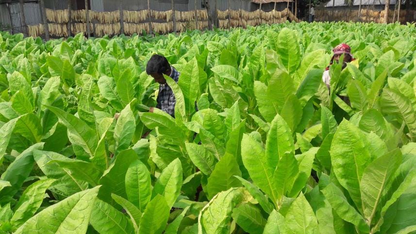 tobacco-cultivation-1.jpg