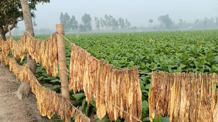 tobacco-cultivation-2.jpg