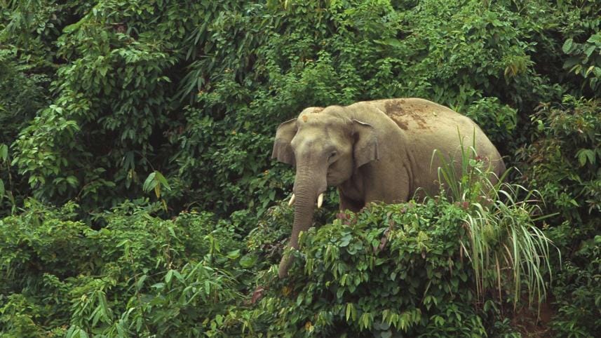 asian-elephant-in-bangladesh.jpg