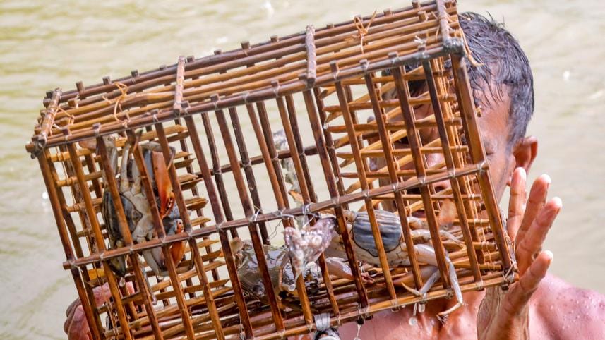 sundarban-crab-ban-2.jpg