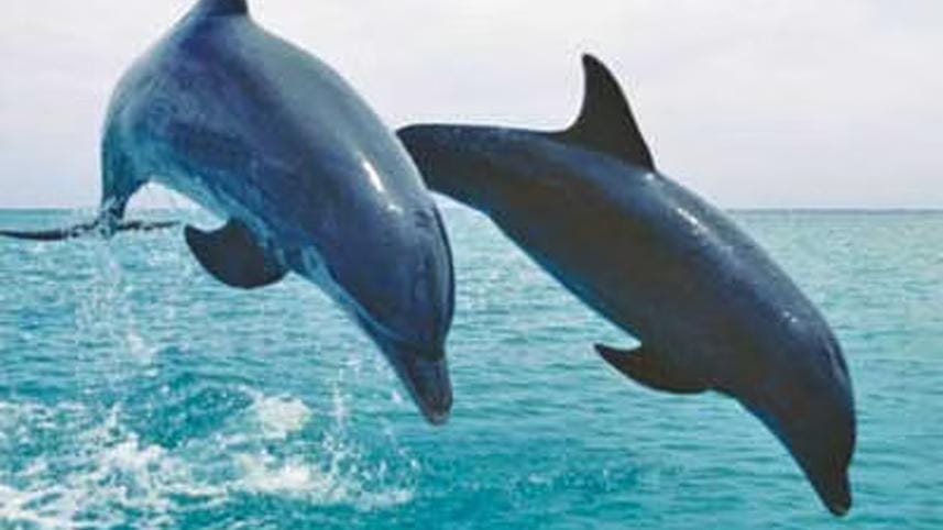 dolphin-sanctuary.jpg