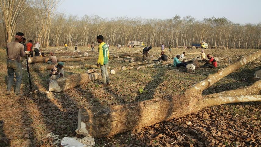 Unproductive rubber trees in Pirgachha Rubber Garden being felled in 2024