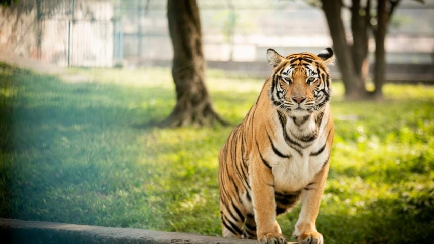 New era for zoo animals in Bangladesh: Rangpur and National Zoos’ modern makeover