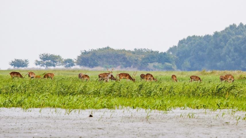 khulna-chitra_deer.jpg