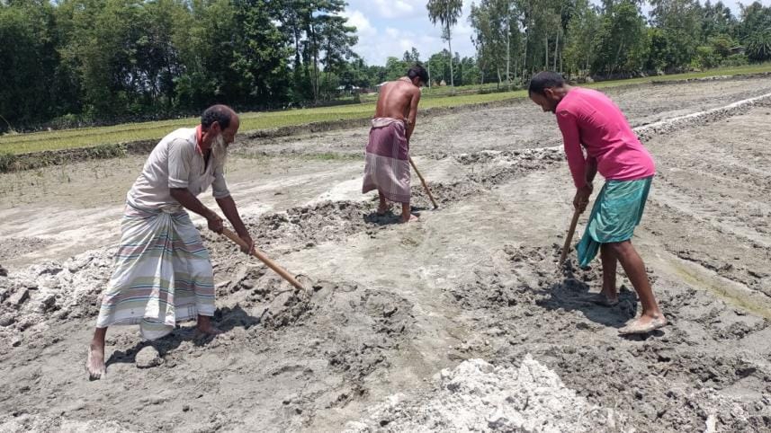 labour shortage in Boro production