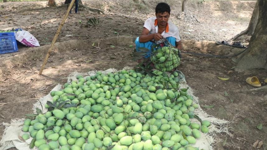Price triples as mango season starts in Rajshahi