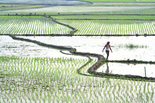 Agrarian question in bangladesh 