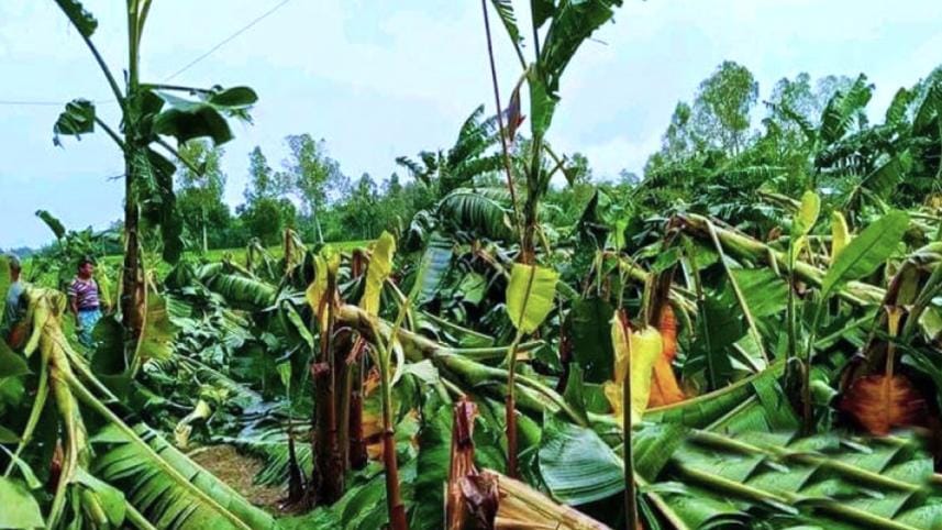 Cyclone Remal damages 3,074 hectares of cropland in Jashore