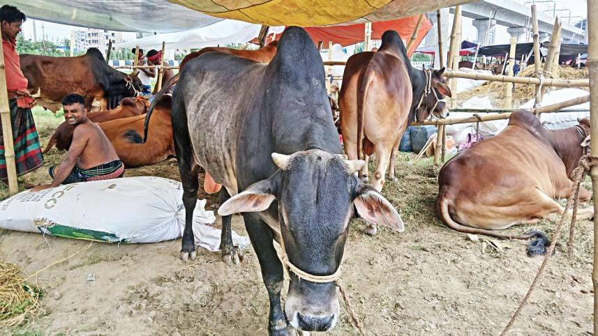 high cattle prices Eid-ul-Azha Dhaka