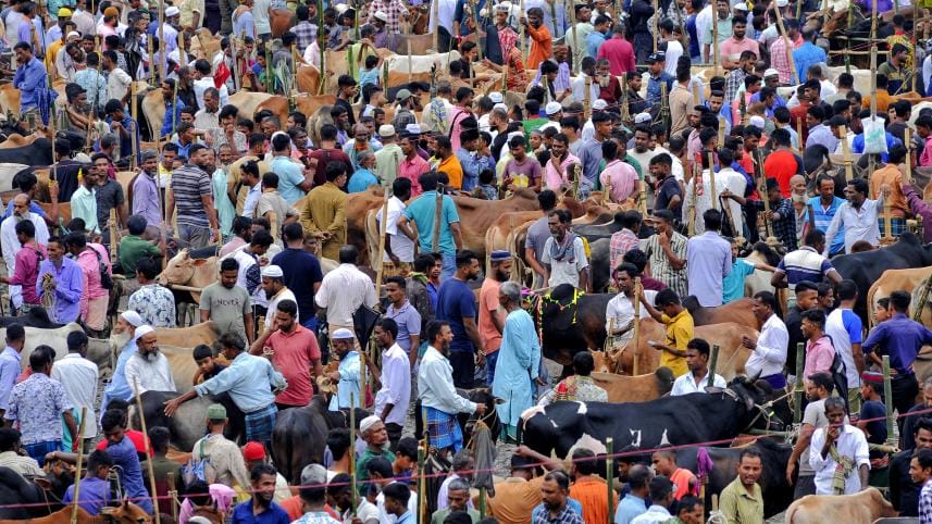high cattle prices for Eid-ul-Azha 2024