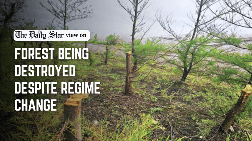 forest being destroyed despite regime change