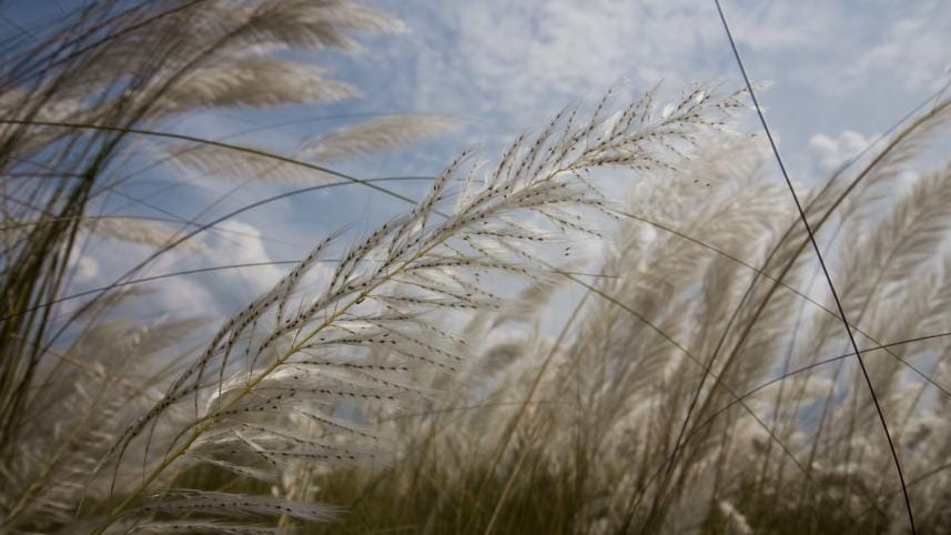 Kashful fields and starry nights: The magic of autumn in Bengal  