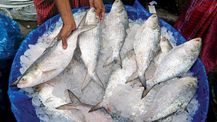 hilsa-export-to-india.jpg