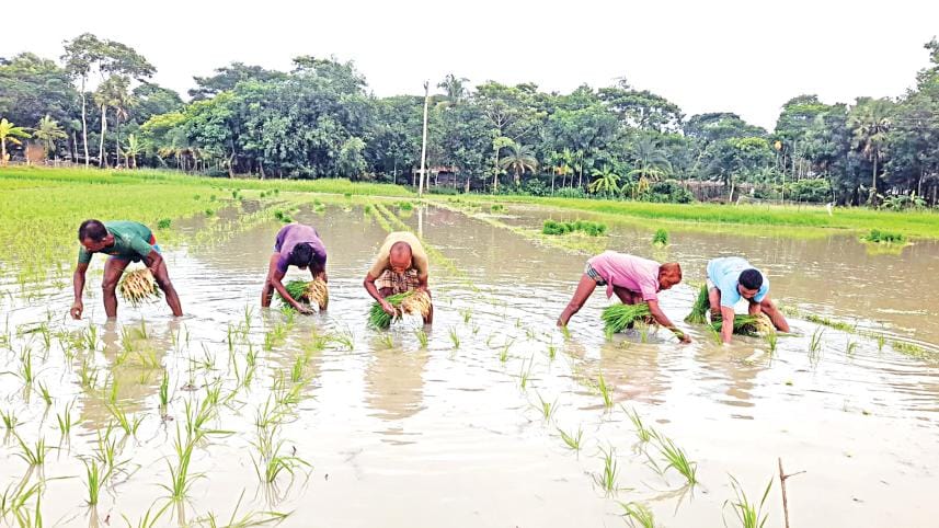 Bangladesh may miss Aman rice cultivation target