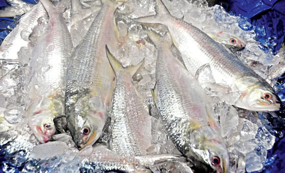 hilsa-export.jpg