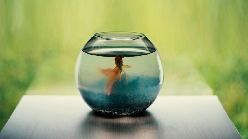 Sick of your fish tank looking like a swamp? Here’s how to clean it!