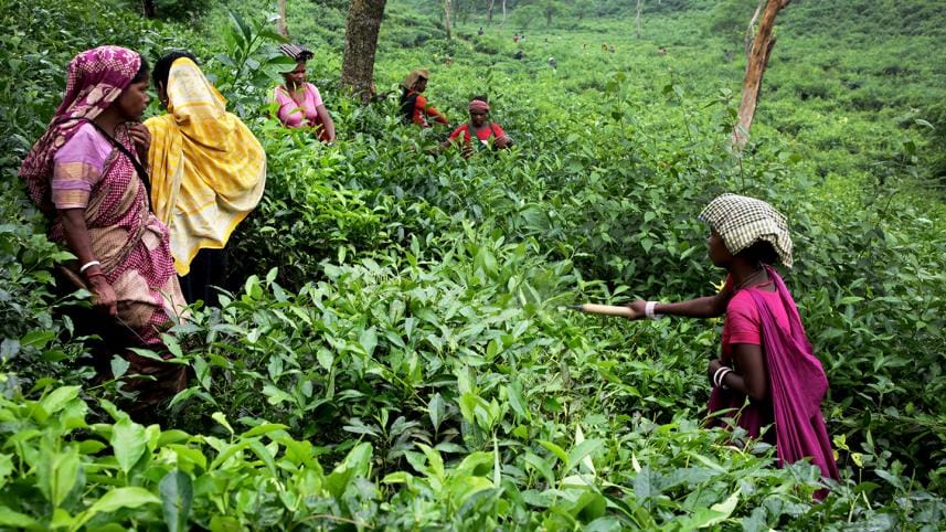 Tea workers working at Bawani tea garden