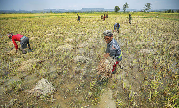 ed_1_option_1_gumai-beel-crop-harvesting_rajib_raihan.jpg