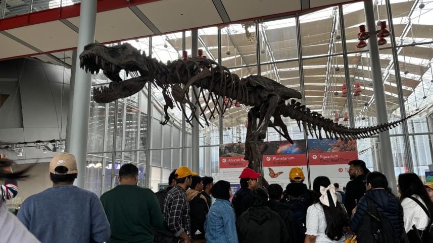 Fossil of a t-rex at the California Academy of Sciences