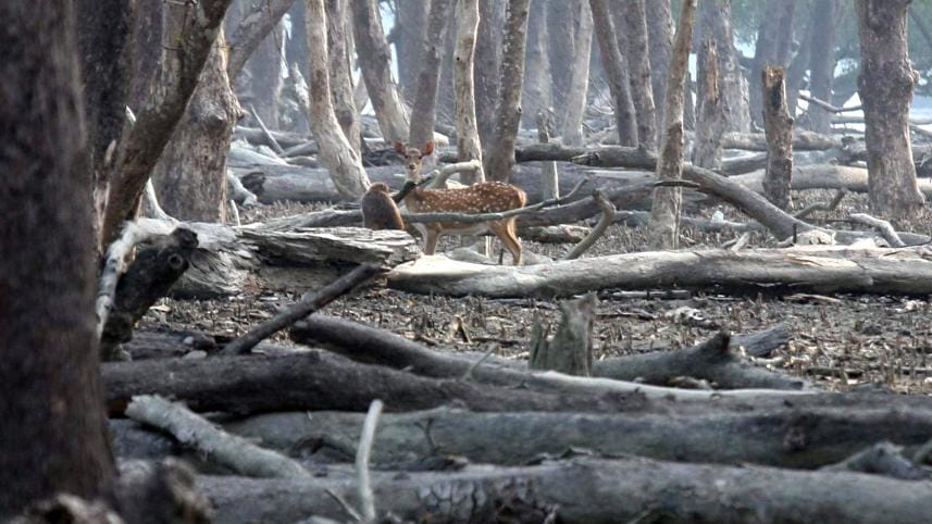 Finding balance and peace with nature