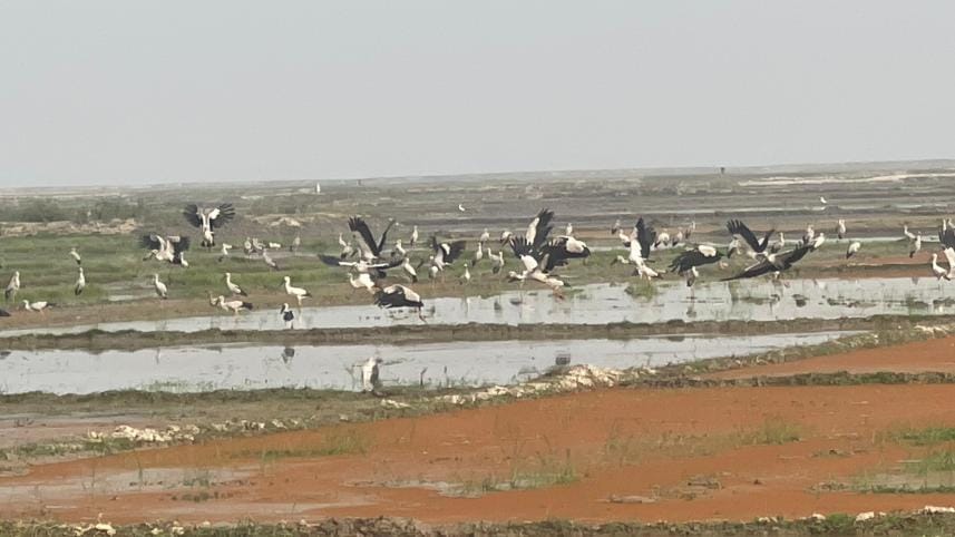 migratory birds in Hakaluki Haor