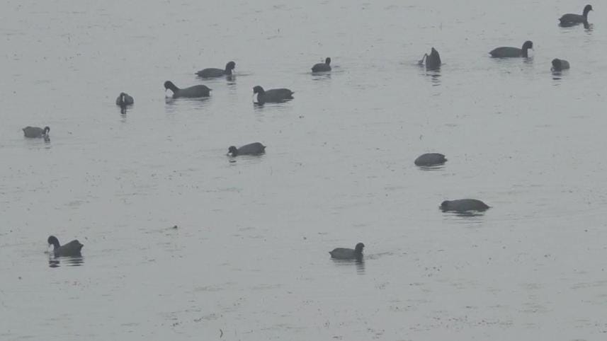 decline of migratory birds in Hakaluki Haor