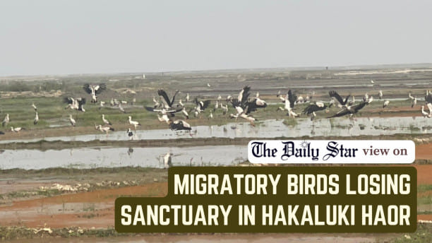 Migratory birds losing sanctuary in Hakaluki Haor