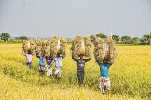 Bangladesh paddy farmers mostafa sabuj.jpg