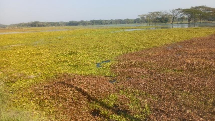 benapole_photo-boro_paddy_cultivation_has_become_uncertain_on_300_bighas_of_land_in_harina_beel_in_jashore.-15.02.25.jpg