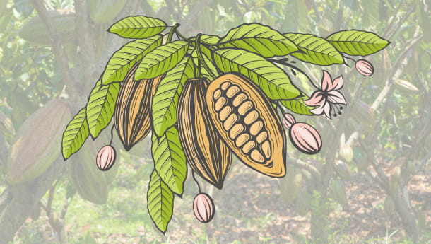 how_the_cacao_tree_acts_as_an_early_climate_alarm_bell.jpg