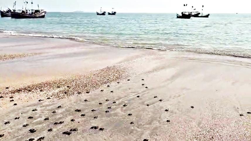 St Martin's Island ecological revival